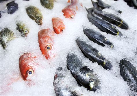 Frozen Fish .
